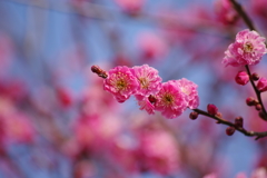 春の陽気の花散歩‐紅梅