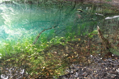 青い池と緑の映り込み-6