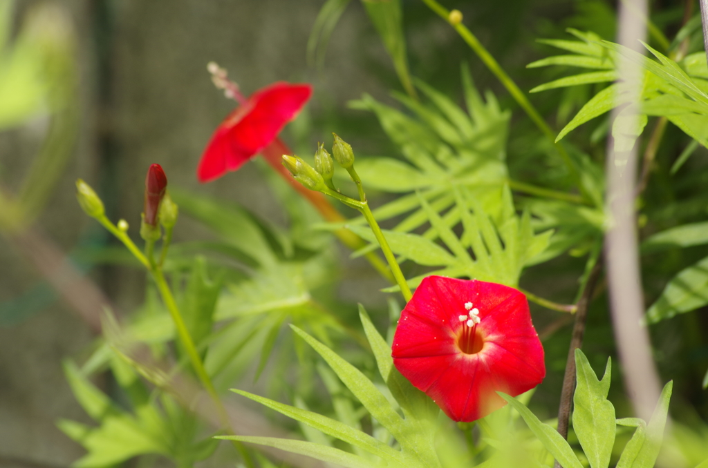 花散歩‐羽衣ルコウソウ