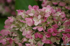 紫陽花の秋の彩-2