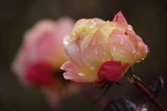冬の薔薇-モナリザ