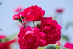 花散歩‐赤いバラ