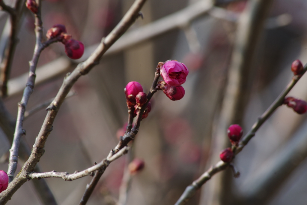 梅の花がほころんで山形にも春が来た-2