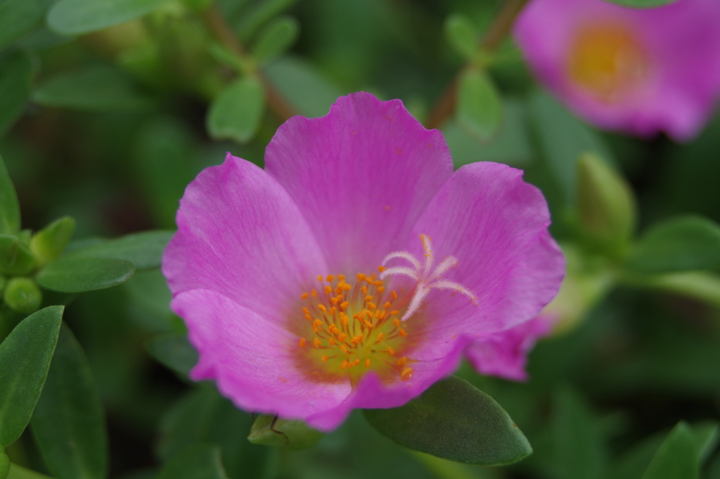 ポーチュラカ-2