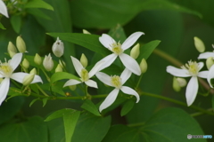 晩夏の忘れ物‐センニンソウ