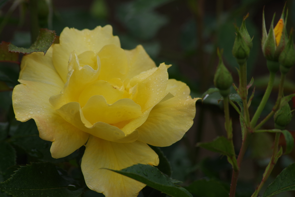 六月の薔薇‐イエローシンプリシティー