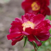 最後の芍薬祭り-レッドモナーク