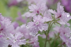 雨に濡れて・日本桜草5
