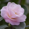 春を待つ心‐椿1
