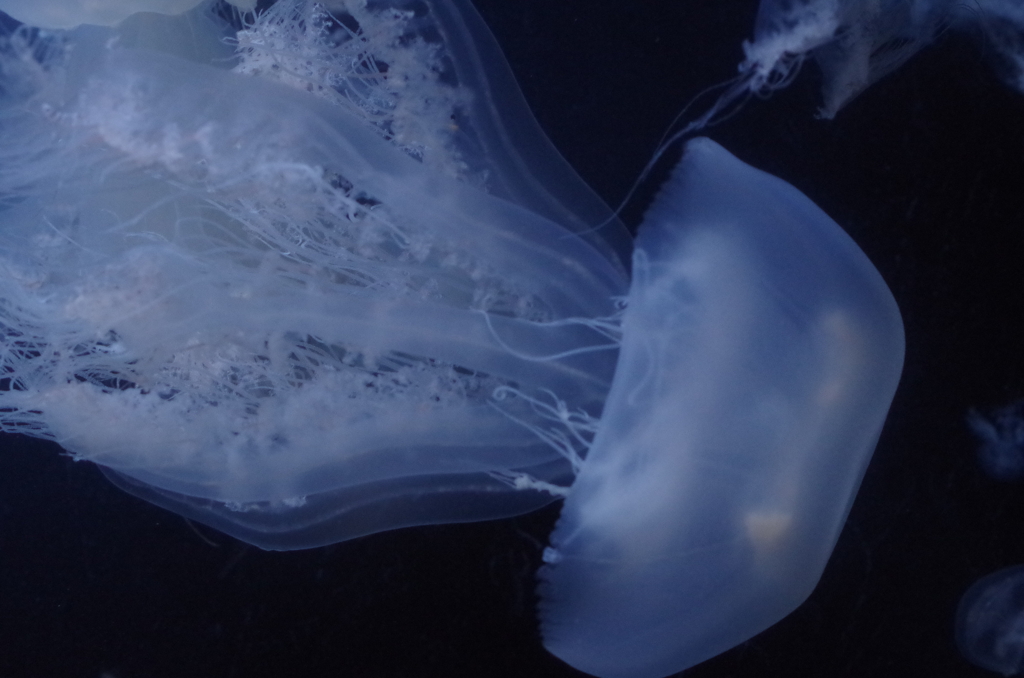 冬のクラゲ水族館-エチゼンクラゲ