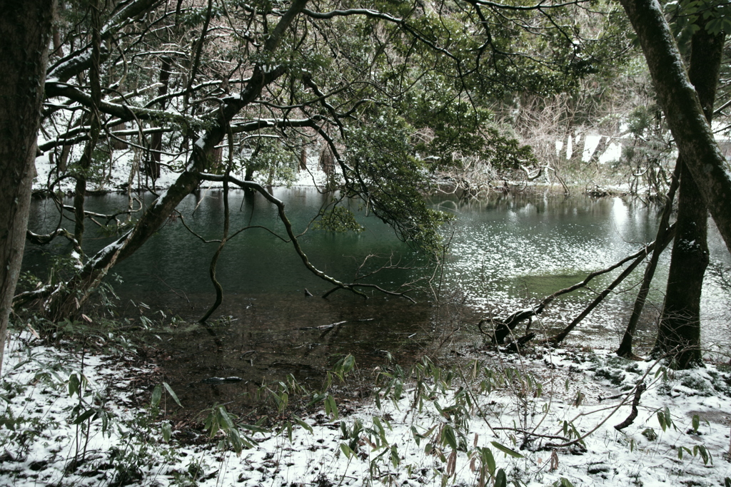 丸池様-雪の朝1