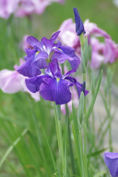 荒鷲