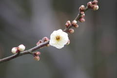白梅が咲いた-1