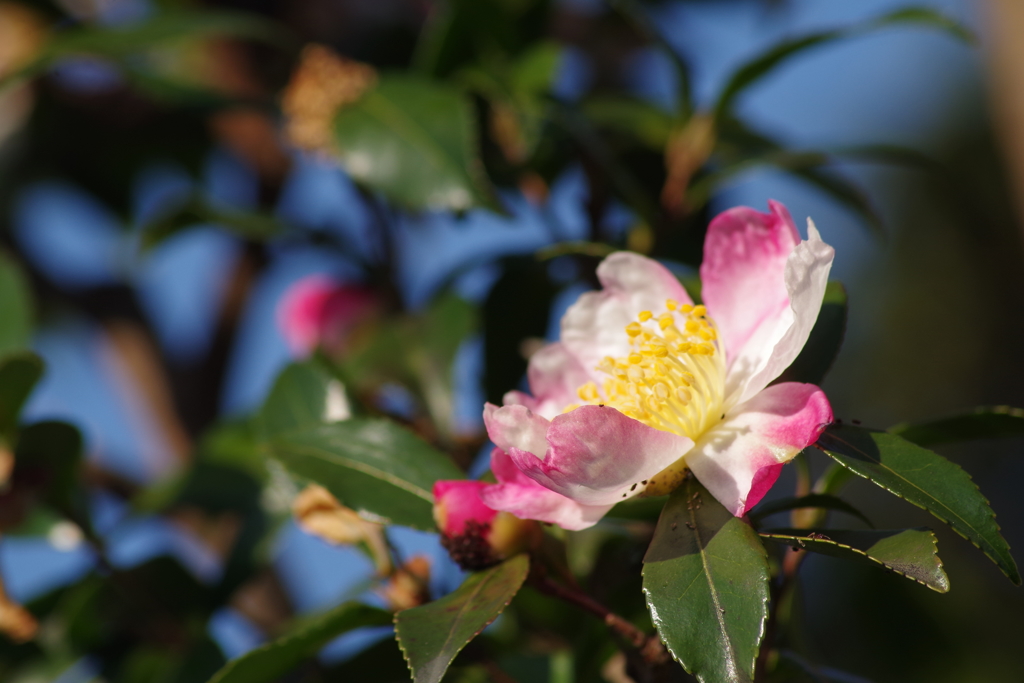 白とピンクの山茶花