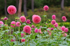 山形のダリア‐幸せの花嫁