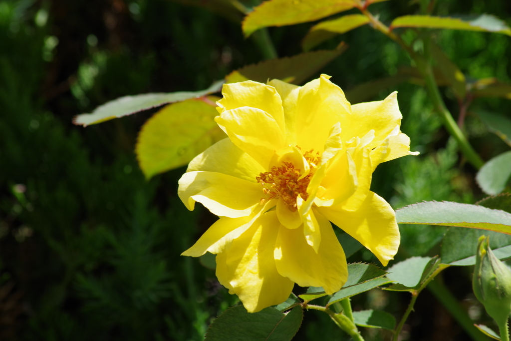 花散歩-秋の薔薇