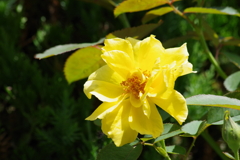 花散歩-秋の薔薇