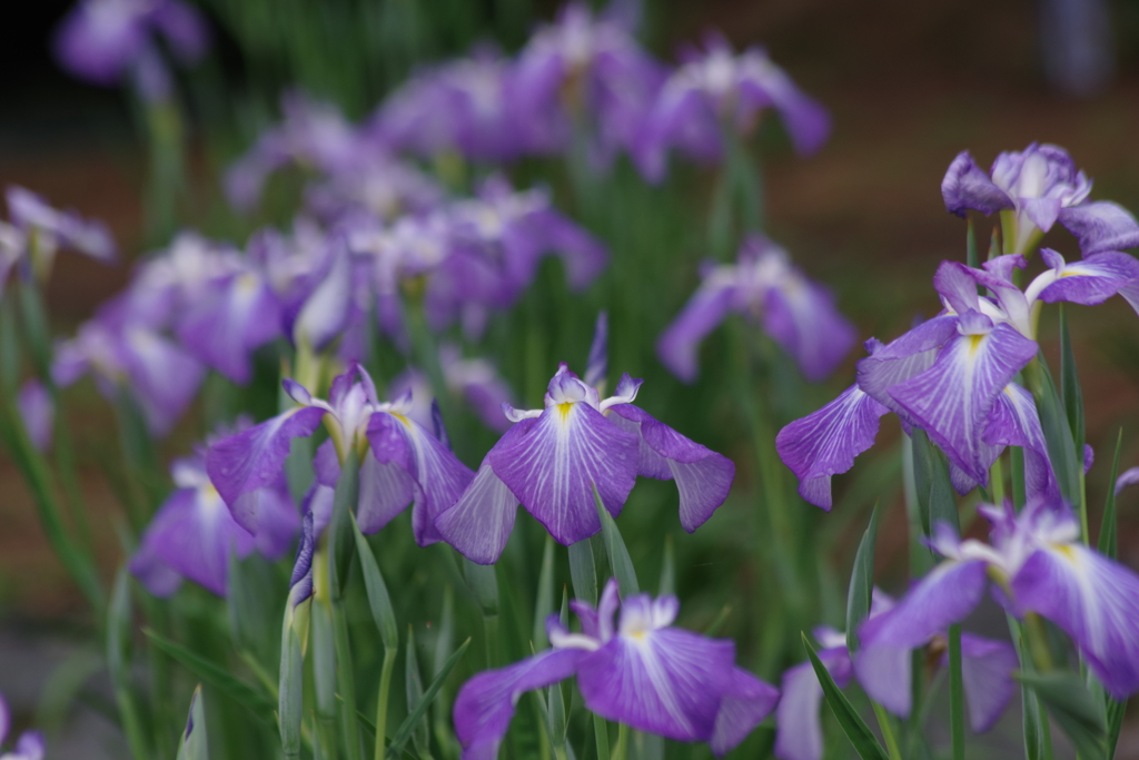 花菖蒲の季節到来-野川の辺