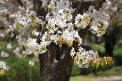 霞城の桜‐山桜