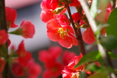 春を待つ心-木瓜