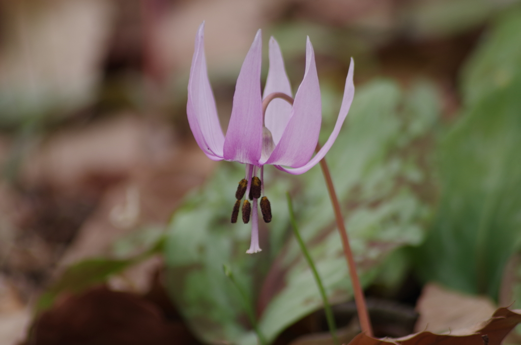 カタクリの花-2