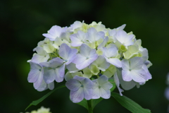 野草園の紫陽花-2