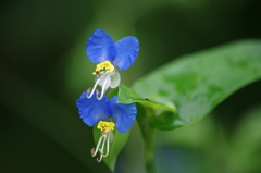 露草ダブル