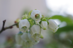 ブルーベリーの花-4