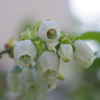 ブルーベリーの花-4
