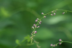 真夏の野草園‐ヌスビトハギ