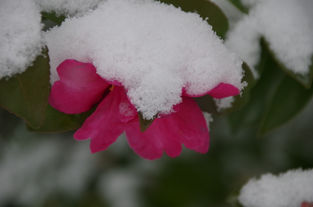 雪の下の山茶花