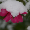 雪の下の山茶花