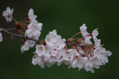 桜咲く