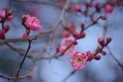 花散歩‐早咲きの紅梅3