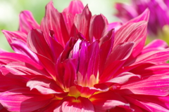 真夏のダリア-敬愛