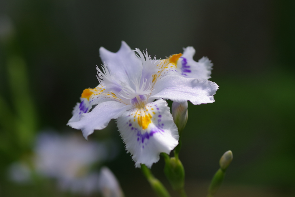 庭の花達‐シャガ