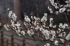 雨の白梅-2