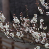 雨の白梅-2