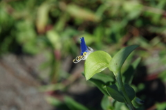 露草の横顔