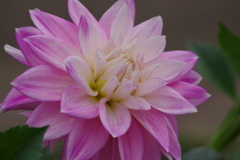 秋田のダリア-2017新作15