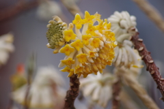 花散歩-黄色のミツマタ