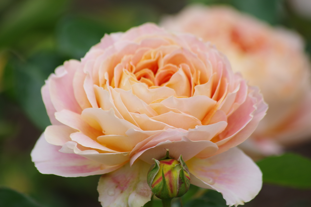 それでも薔薇は咲く-キャラメル アンティーク