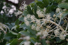 冬の散歩-八つ手の花