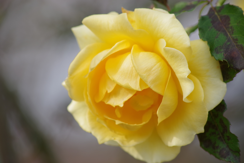 初冬のバラ‐ゴールドバニー