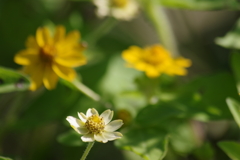 花散歩‐小さな黄花