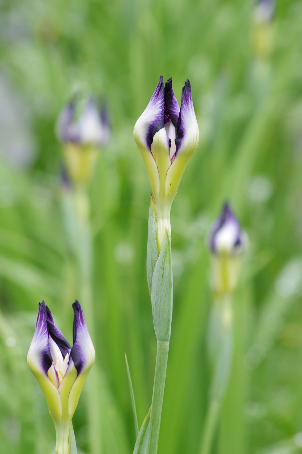 花菖蒲-長井鷹の爪