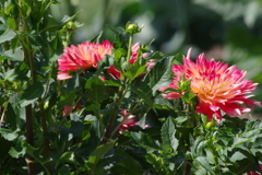 花散歩‐ダリア