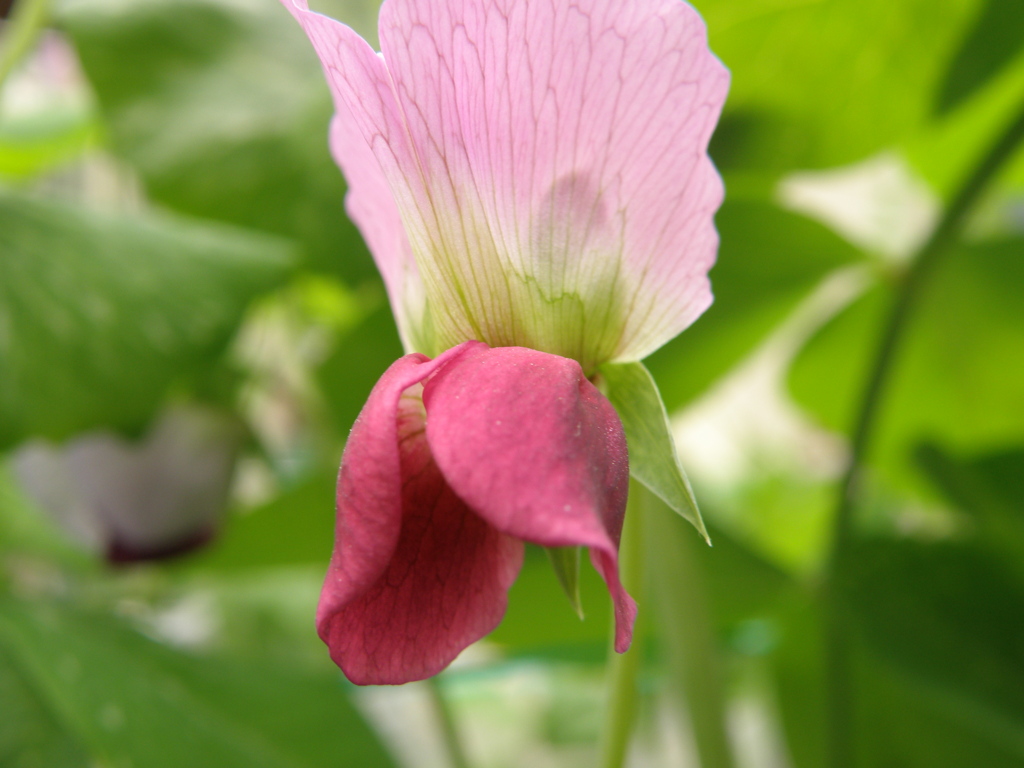 豆の花