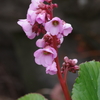 花散歩‐ヒマラヤユキノシタ