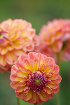 秋田のダリア‐2017新作31